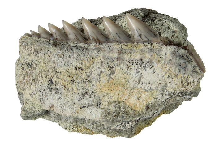 Fossil Cow Shark (Hexanchus) Tooth - Bakersfield, CA #243181
